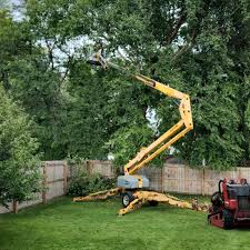 How Our Tree Care Process Works  in  Eustis, FL