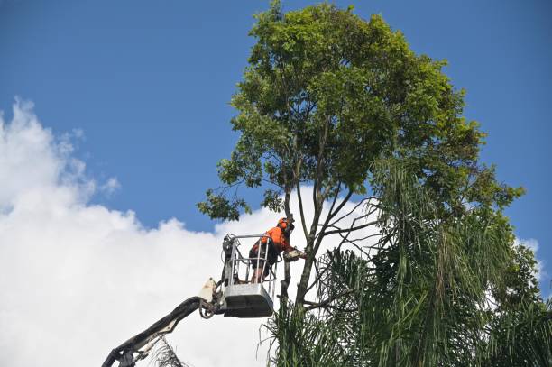 Leaf Removal in Eustis, FL