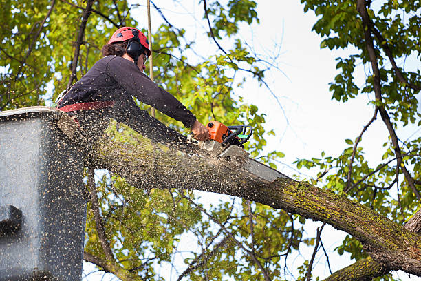 Trusted Eustis, FL Tree Services Experts